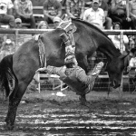 Rodeo4