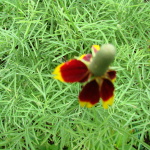 MexicanHatConeflower