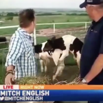 MitchEnglish_Cows