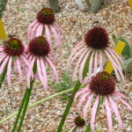Pale Purple Coneflower