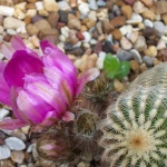 SpinyStarCactus1