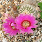SpinyStarCactus2