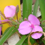 Tharps Spiderwort