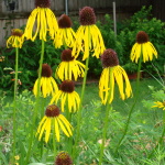 Yellow Coneflower
