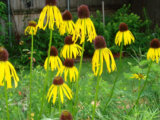 Yellow Coneflower garden