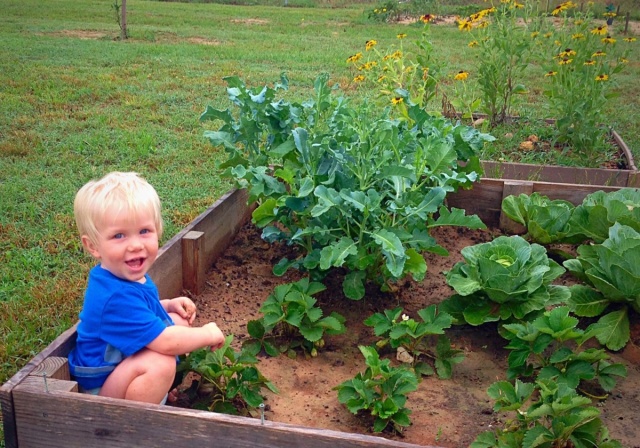 Garden as classroom school gardens