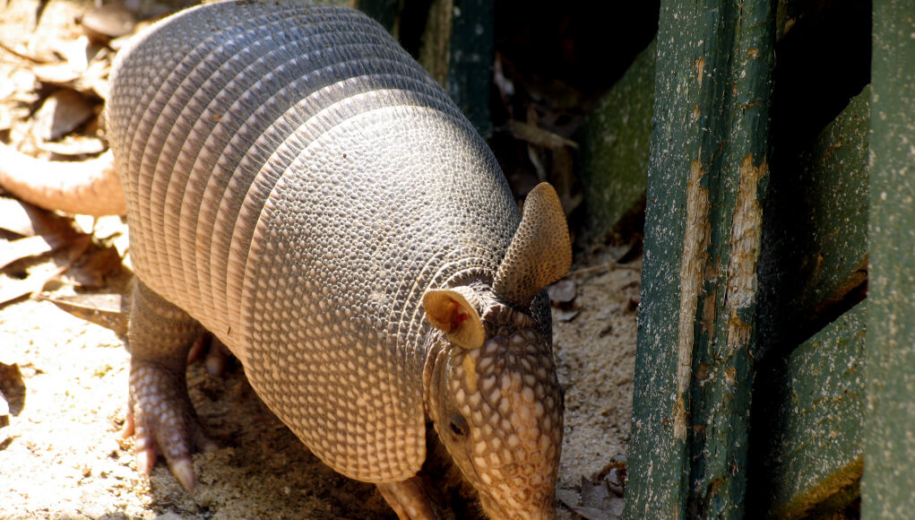 Armadillo Armadillo