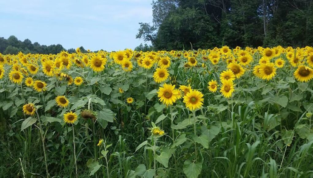 Sunflowers Sunflowers