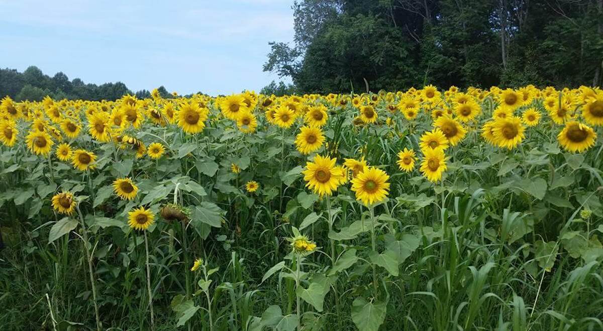 Sunflowers