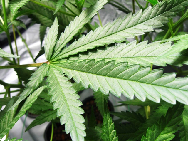 Marijuana federalists