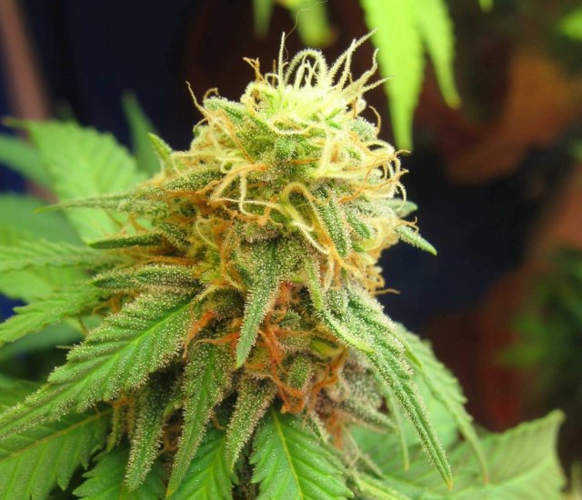 Weed bud THC breathalyzer