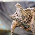 SnappingTurtle