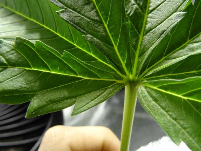 base-of-cannabis-leaf medical marijuana