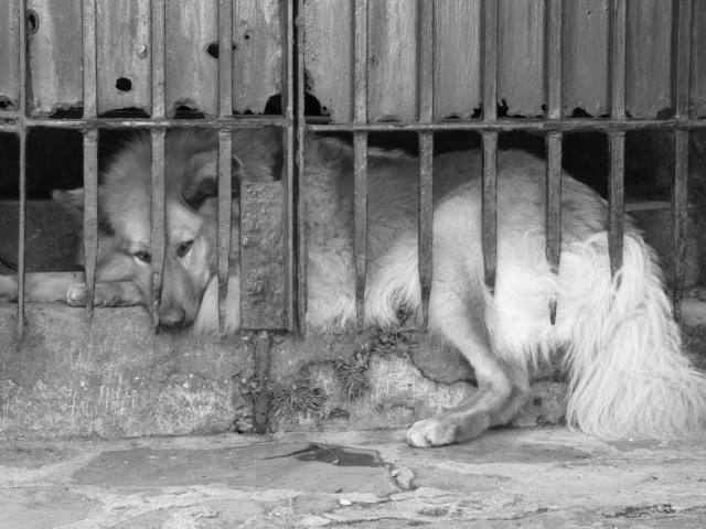 file000214656032 Yukon animal shelter