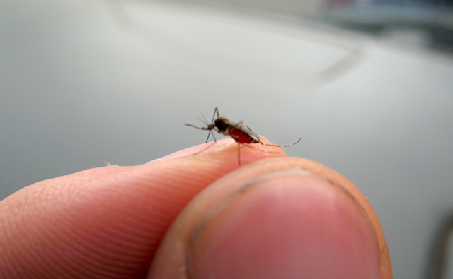 Zika virus