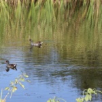 ducks-in-a-slough