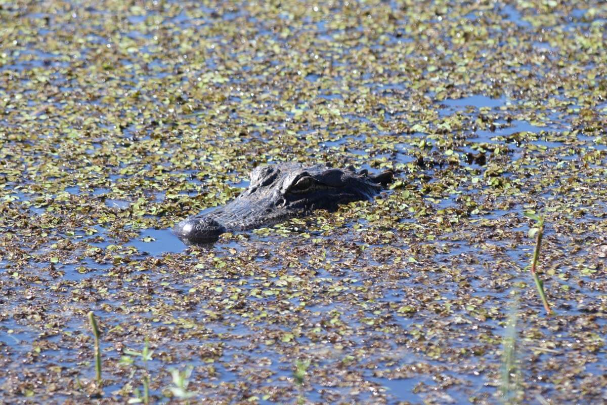 marsh country