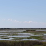marsh-lands-stretch-for-miles-in-cameron-parish