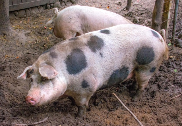 Lawton mosque pig dumping