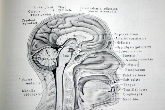 brain The will and the brain