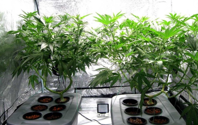 Arkansas medical marijuana