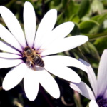 Bees3