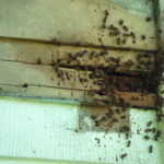 Bees4