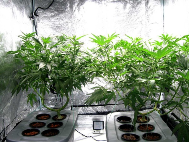 flat-table-canopy-at-end 420