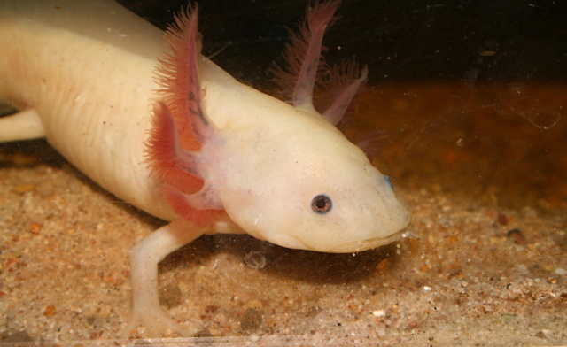 Salamander gerrymandering