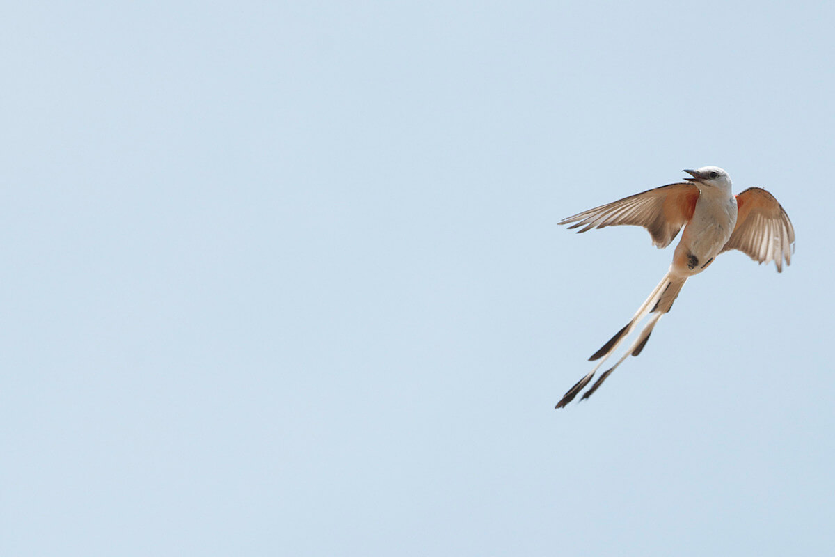 Scissortail