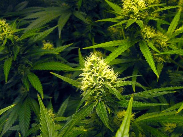 FatYoungBud medical marijuana