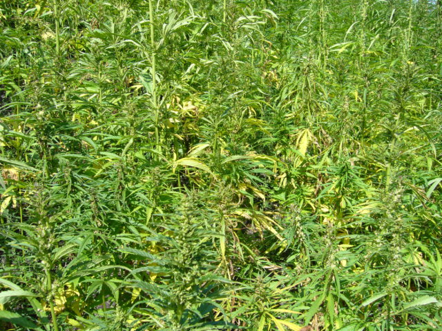 Hemp_plants-cannabis_sativa-field Industrial hemp pilot program