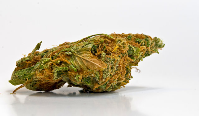 MarijuanaBud1 SQ 788