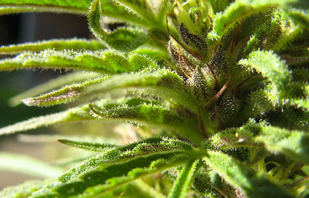 marijuana lawsuits