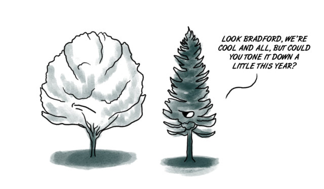 bradford dislike final Bradford Pear