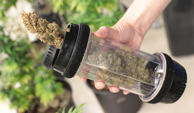 WeedTube medical marijuana