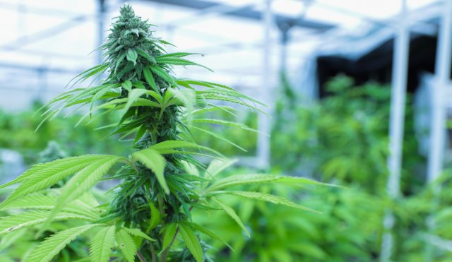 IMG_0530 medical marijuana