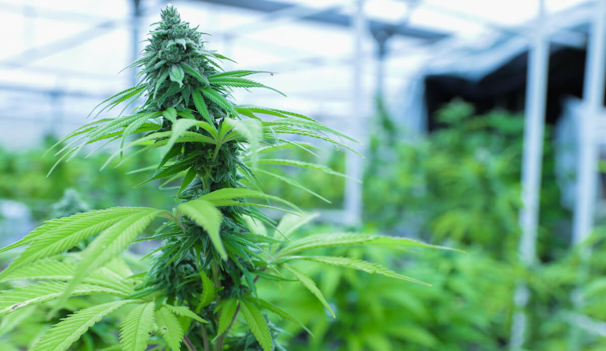 medical marijuana