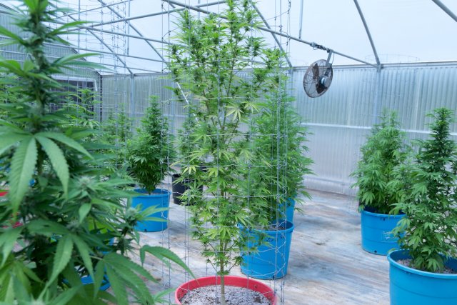 Marijuana Plant SQ 807