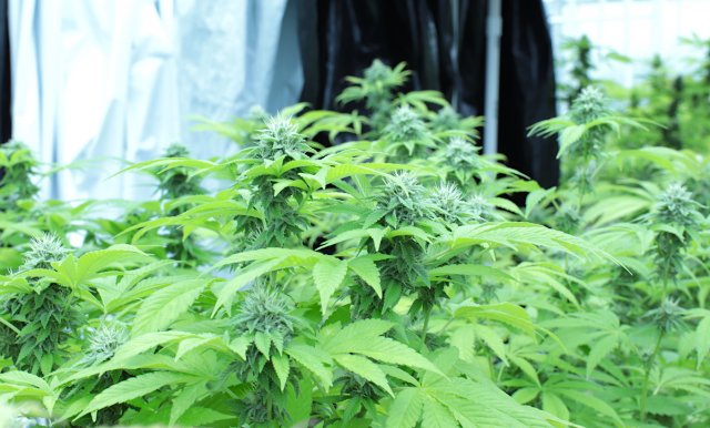 Marijuana Plants SQ 806 SQ 820, recreational marijuana initiative petition