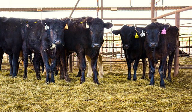 Cattle1 cattlemen