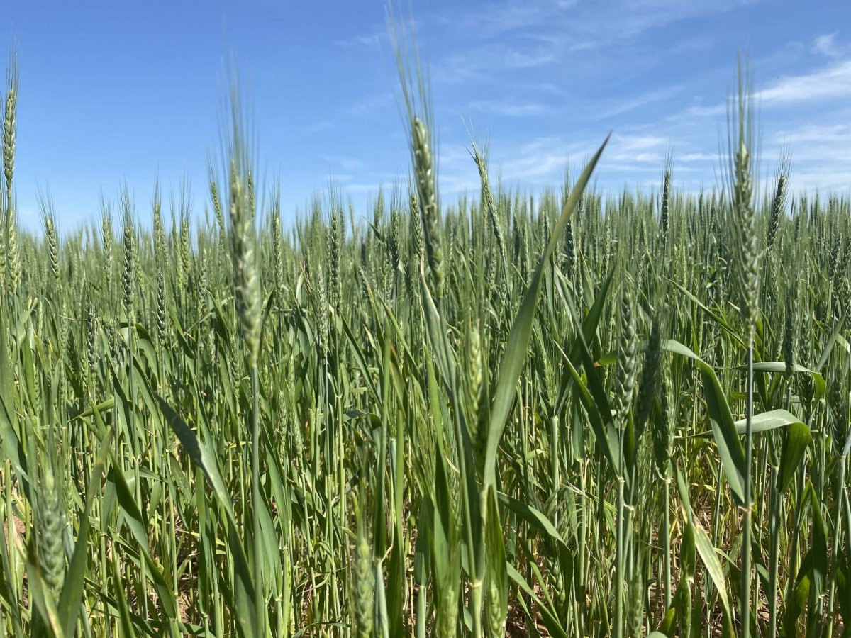 wheat farmers