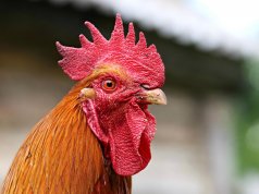 Edmondson to U.S. attorney: Investigate Oklahoma rooster shipments to Guam rooster shipments