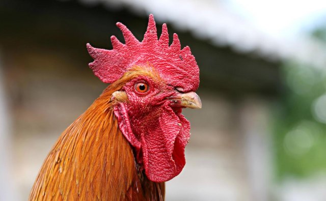 Rooster 1 rooster shipments