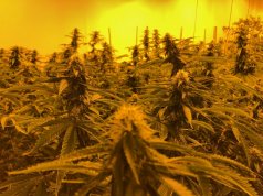 Day of reckoning could loom for some medical marijuana license holders Medical marijuana