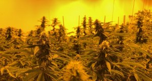 Day of reckoning could loom for some medical marijuana license holders Medical marijuana
