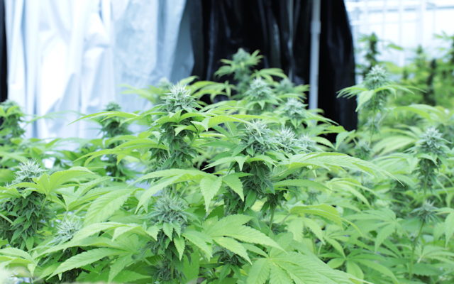 black market marijuana