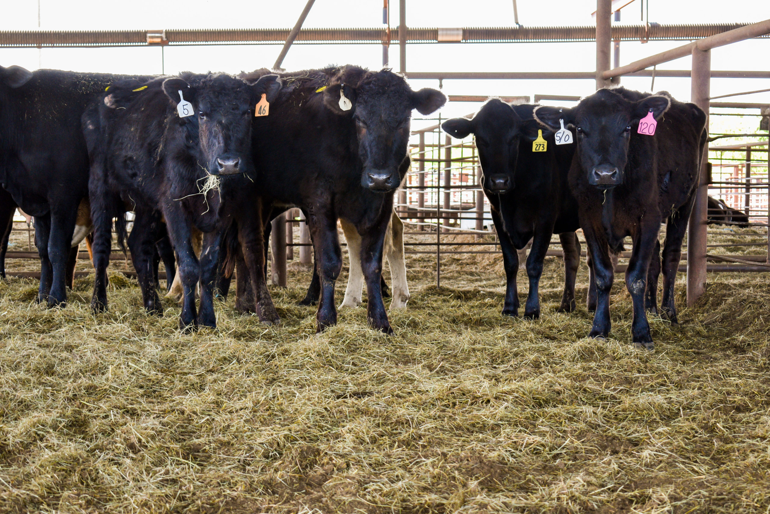 cattle, Frank Lucas