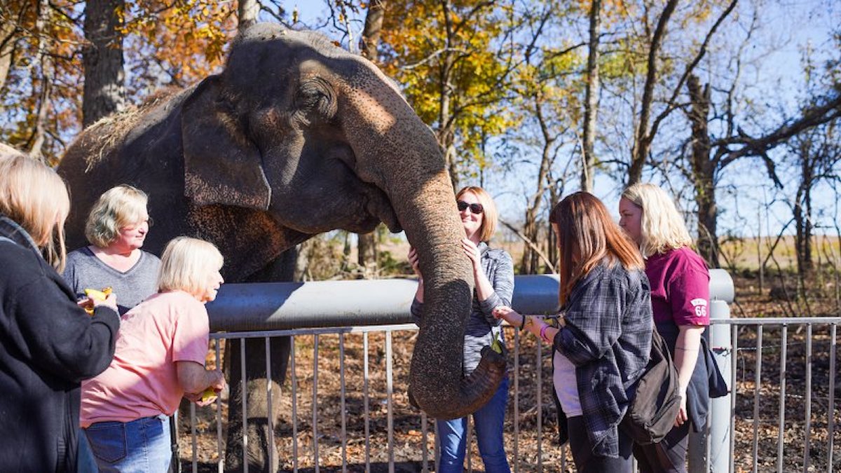 elephants