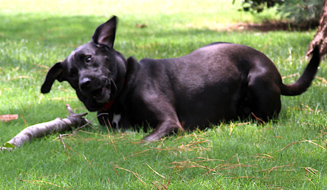 JackStickMonster3 dogs